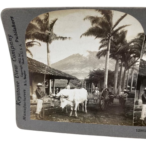Antique 1905 Stereoview Photo Card Sugar Royal Palms Volcano de Aqua Guatemala - Picture 3 of 7